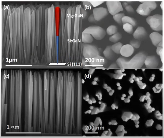 Collection of four SEM images (2 x profile, 2 x from above) showing bundles of galium nitride nanowires. In one image the composition of a single nanowire is highlighted. The thinner bottom section is composed of Si:GaN and the thicker top section is composed of Mg:GaN