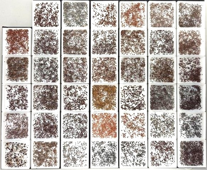 Many sample trays full of particulate samples for mineralogical analysis imaged from above. 
