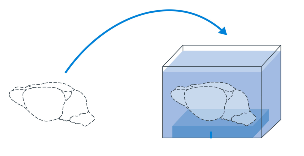 Multiview Imaging - Four Axis Concept