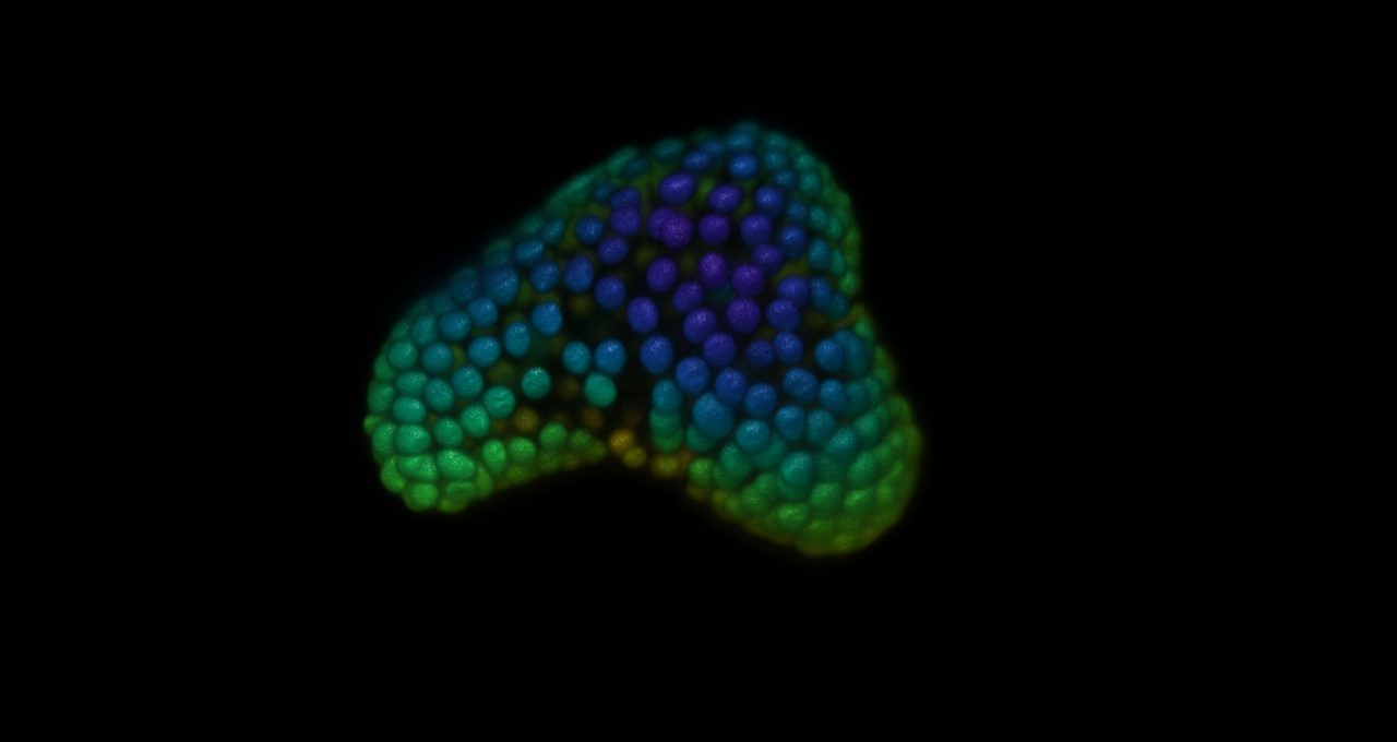  Three-dimensional intestinal organoids with nuclei color-coded along the Z-axis, showcasing photopatterned budding structures that mimic natural intestinal architecture.