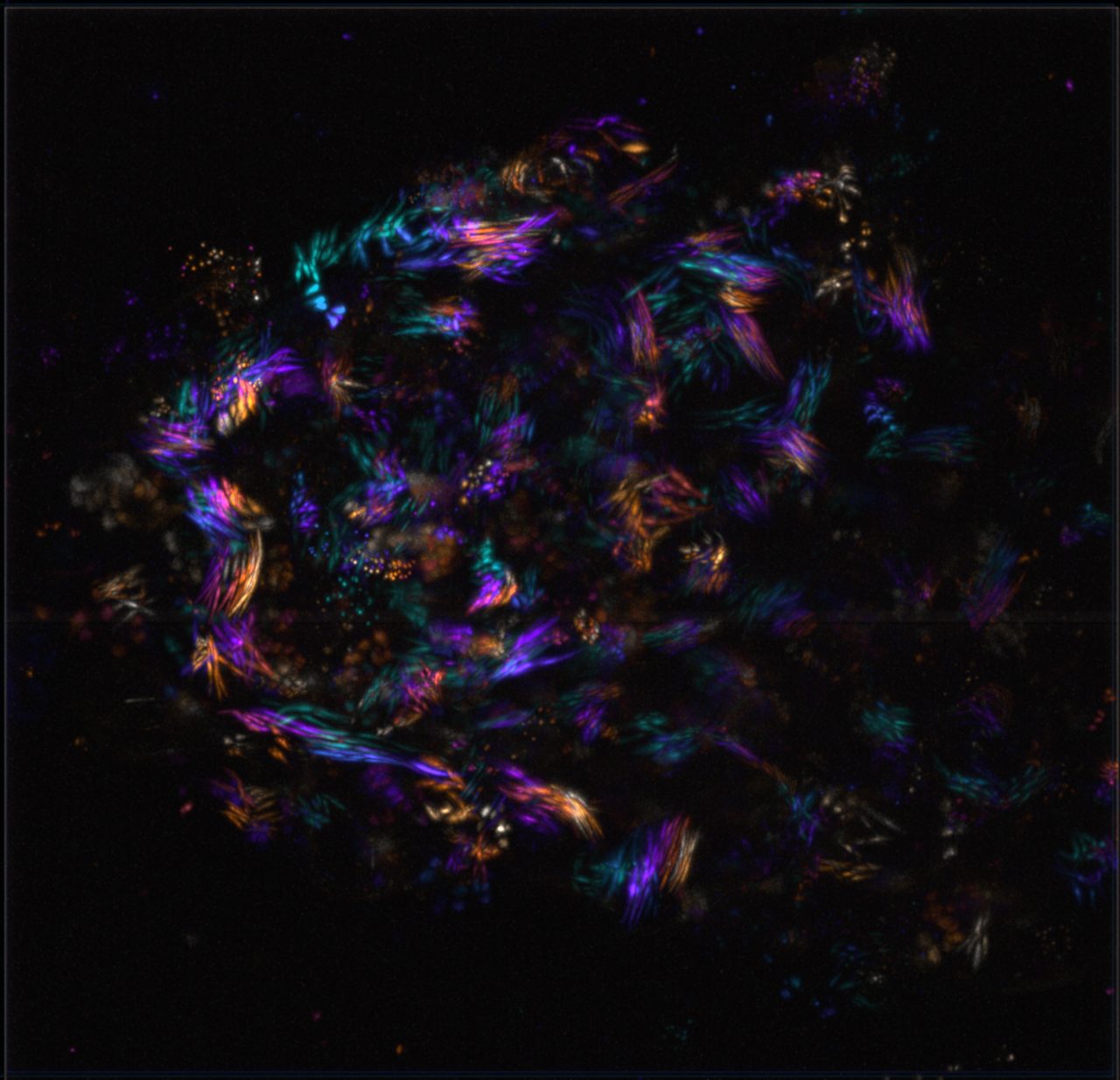 Endogenously tagged KIF2A in a mouse embryonic stem cell colony.
