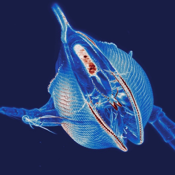 False-colored maximum intensity projection of autofluorescence in Daphnia