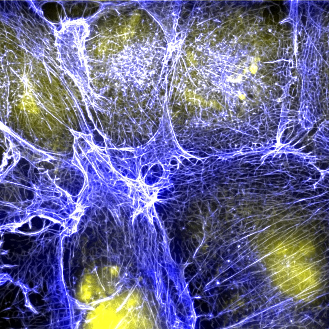Cell culture imageed with light-sheet microscope