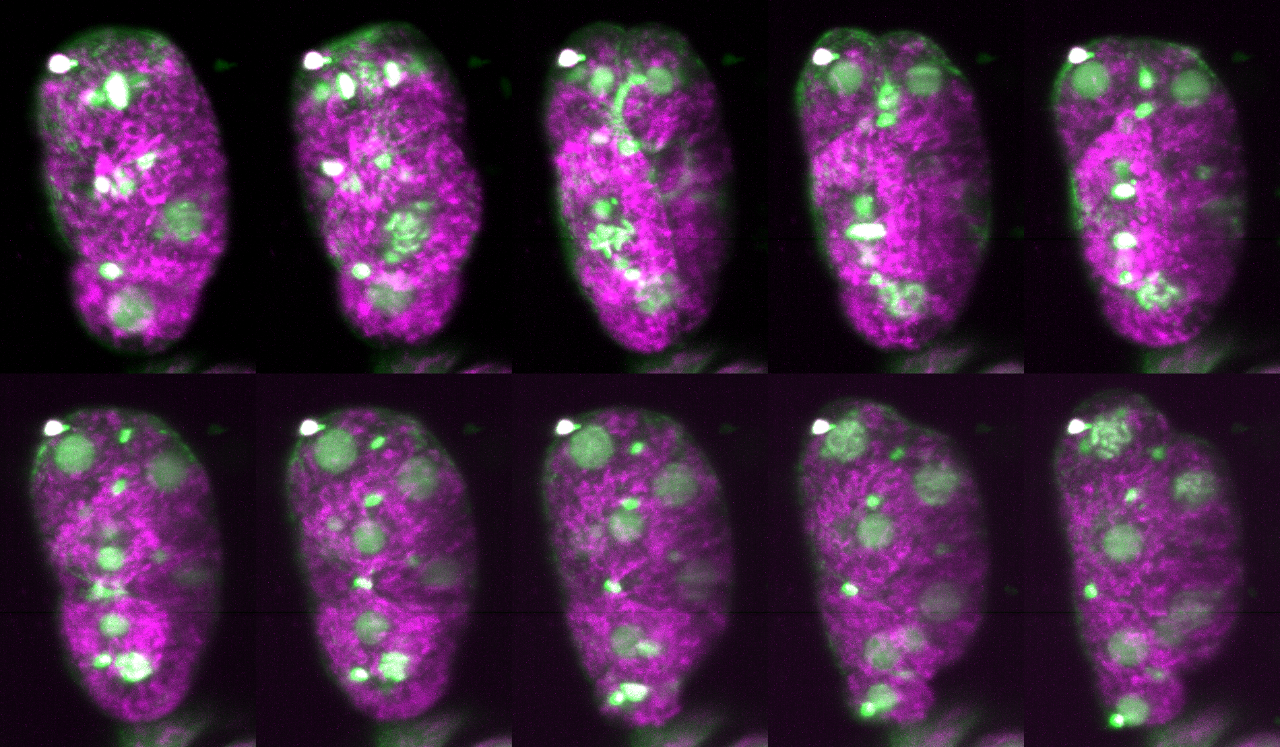 Cell division as imaged with a light-sheet microscope