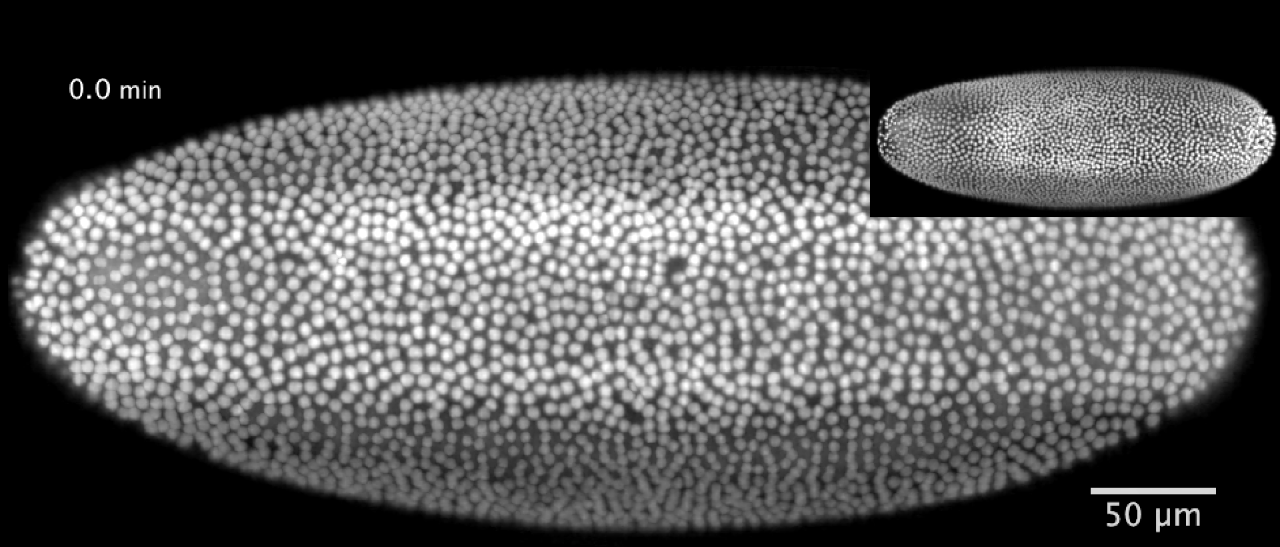 Drosophila development at 0.0 min as imaged by MuVi SPIM
