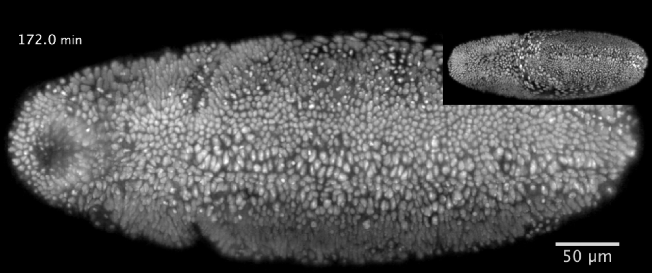 Drosophila development at 172.0 min as imaged with MuVi SPIM
