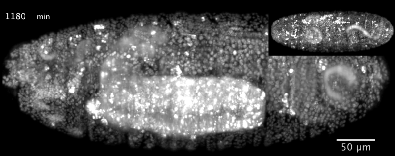 Drosophila development at 1,180 minutes imaged with MuVi SPIM