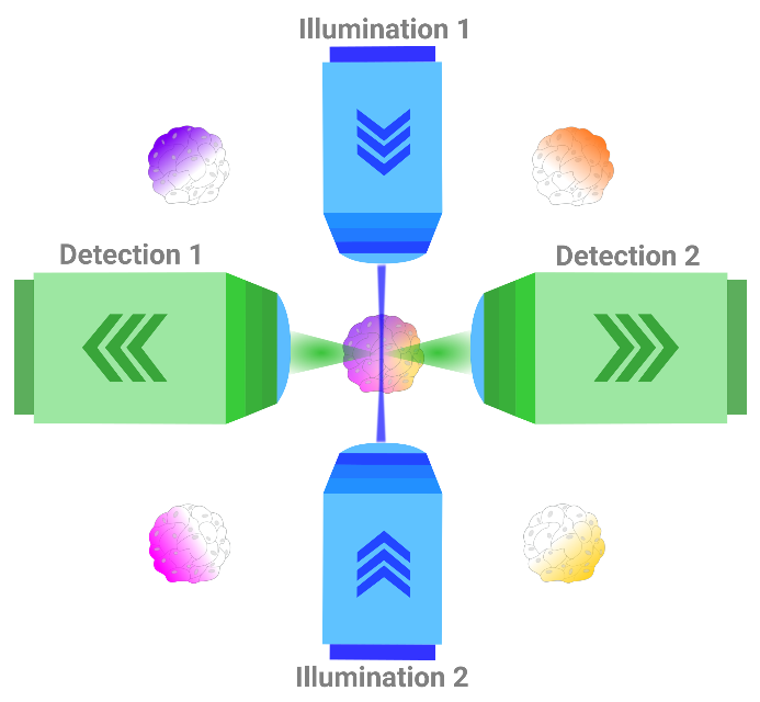 Schematic of the MuVi SPIM geometry