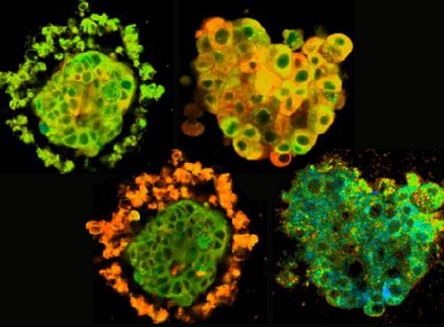 Tissue Explants