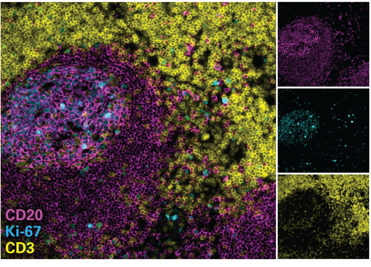 CellScape VistaPlex Assay Kit Design