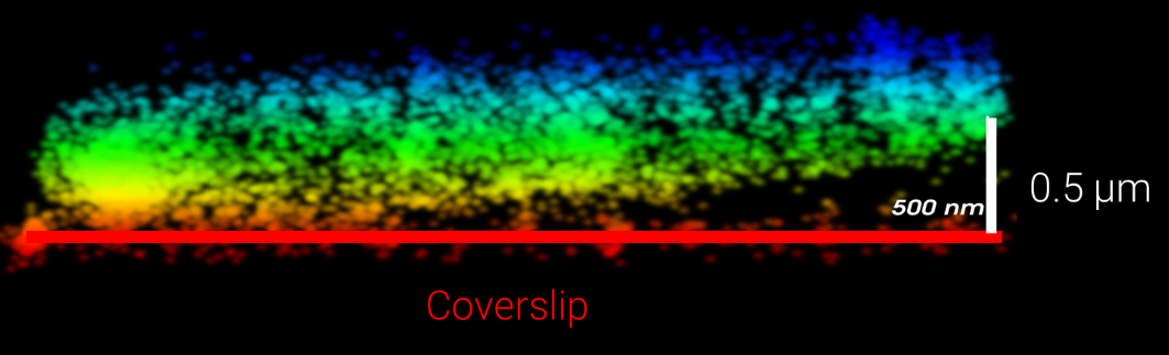 E.coli bacterium attached to a microscope coverslip