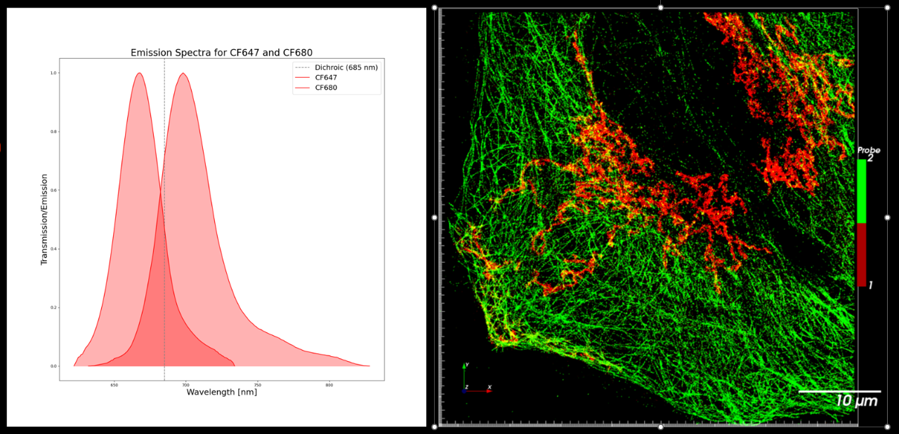 Microtubules labeled with CF 647 (green) and mitochondria labeled with CF 680 (red).