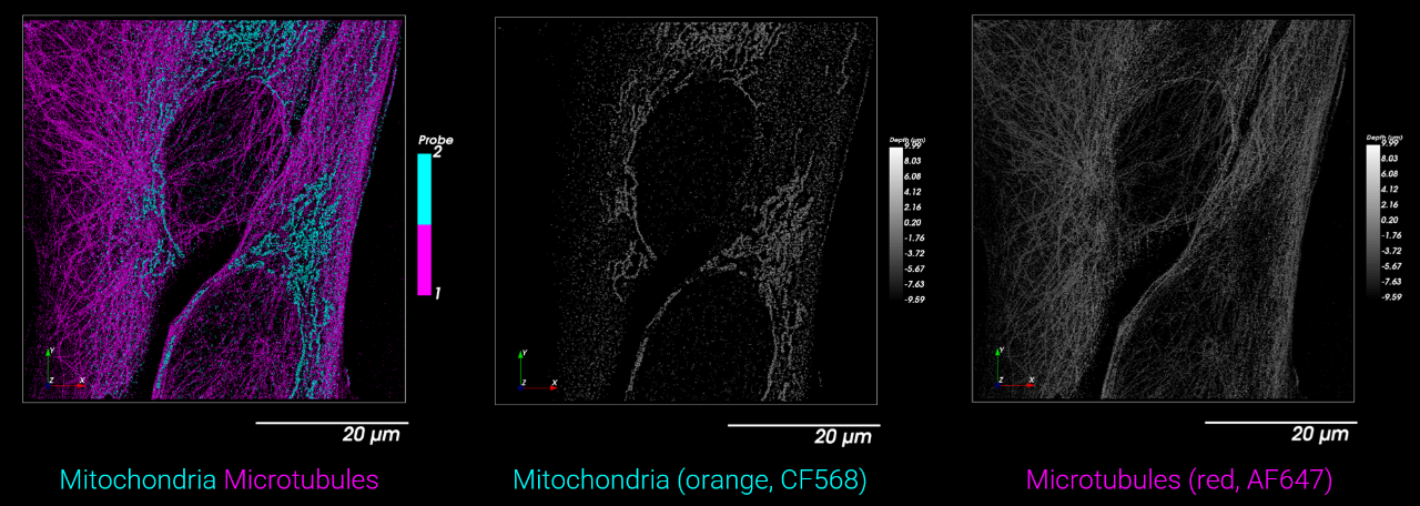 Two-color image of mitochondria and microtubules in U-2 cells.
