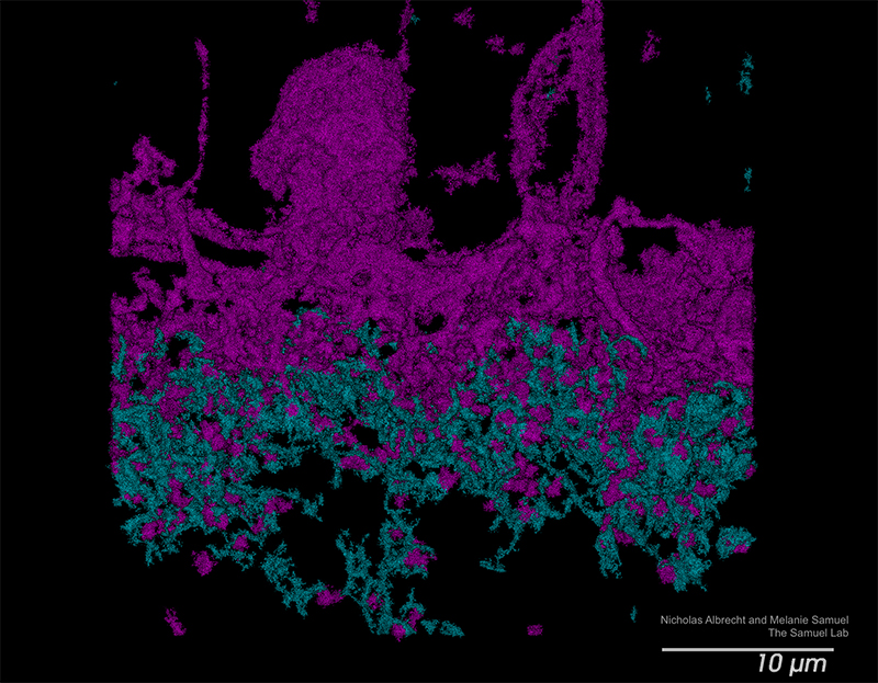 Interneurons in the retina labeled in magenta and cell synapses visible within the individual rod synapses, the spherical structures, labeled in cyan)