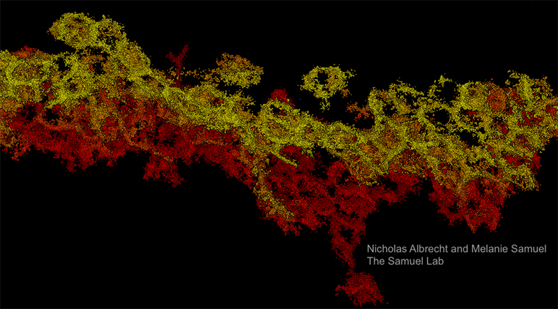 PSD95-labeled rod terminals in the retina. Individual spheres denote unique synapse connecting a rod photoreception axon to downstream neurons, bipolar cells, and horizontal cells