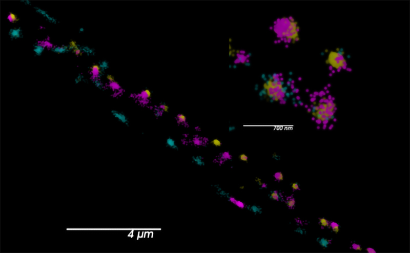 The figure shows two synaptic calcium channels labeled with SNAPf::JF549 (cyan) and HaloTag::JF646 (magenta). Skylan-S (yellow) labels an active zone marker. 
