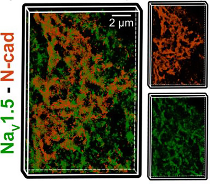 point-cloud representation of sodium channels (NaV1.5, green) and N-cadherin molecules (N-cad, orange)