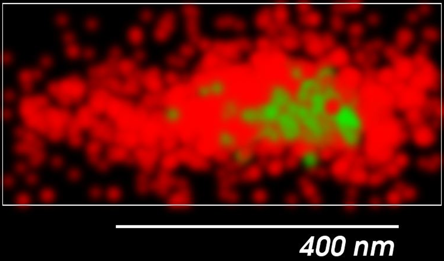 Vesicular stomatitis virus particle