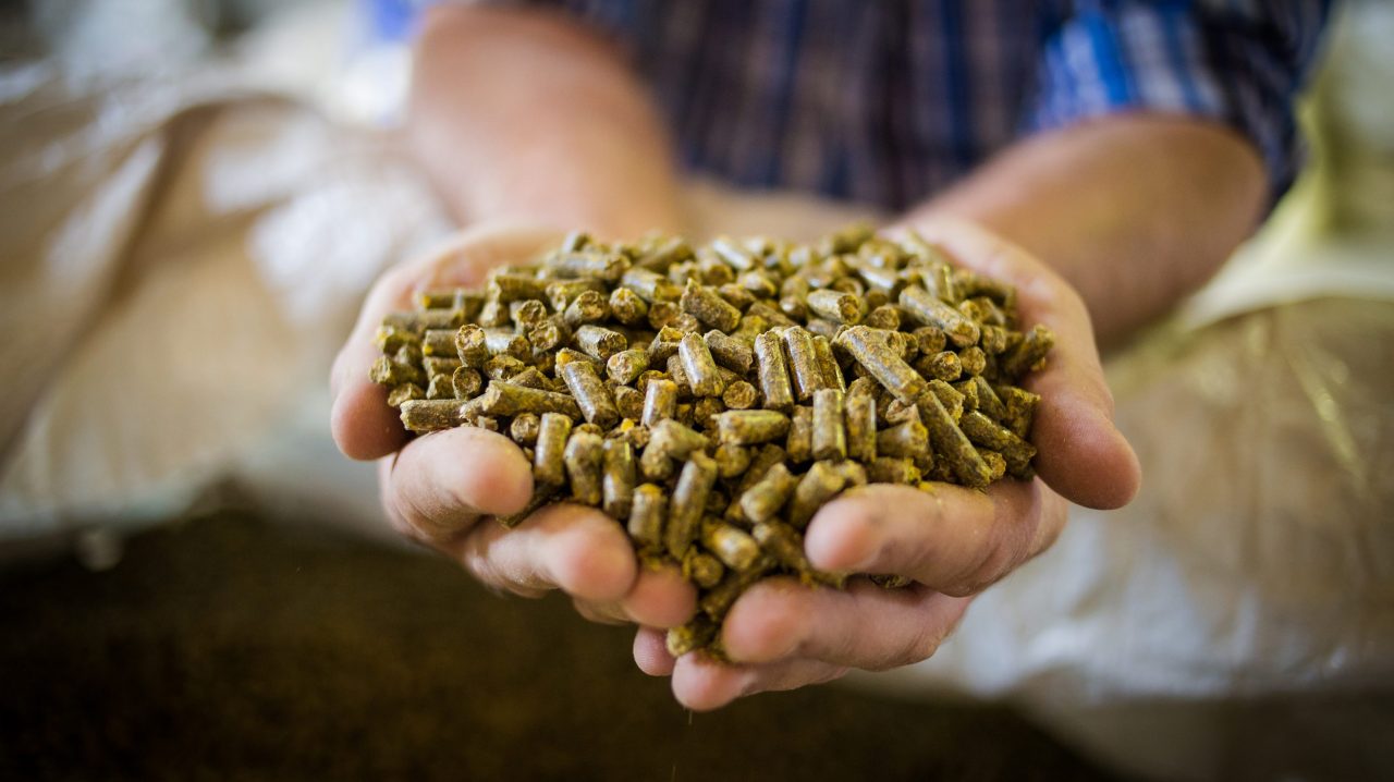 A farmer with feed pellets in his hands
