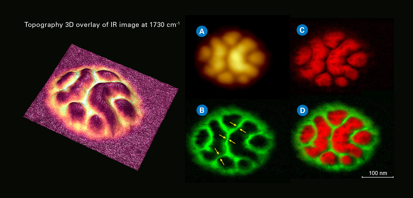 High-resolution chemical imaging of PS-b-PMMA block copolymer in Tapping AFM-IR mode showing sample topography (a); IR images at 1730 (b); and 1492 cm-1 (c) highlighting PMMA and PS, respectively. The yellow arrows in panel (b) indicate chemical resolution <10 nm. The overlay image (d) captures the composition map.