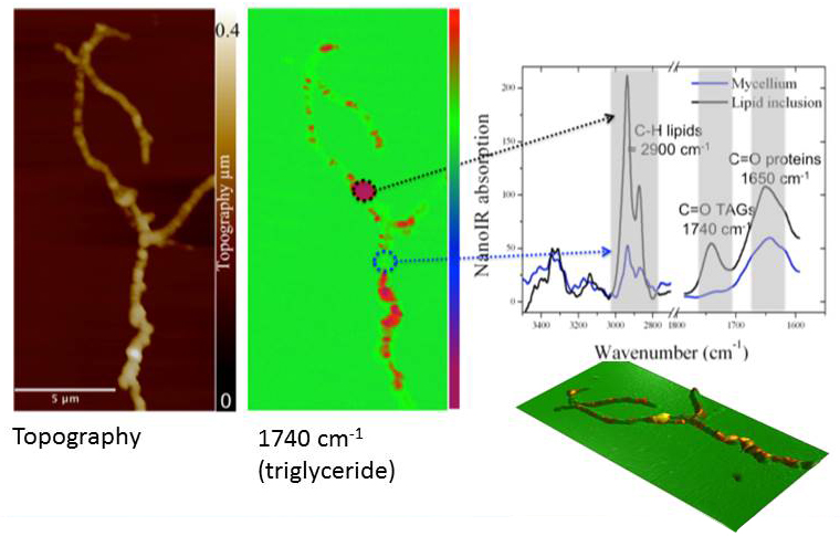 nanoIR - Streptomyces Bacteria