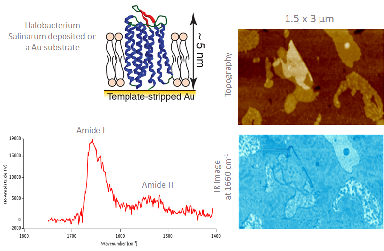 nanoIR - Halobacterium Salinarium Membranes