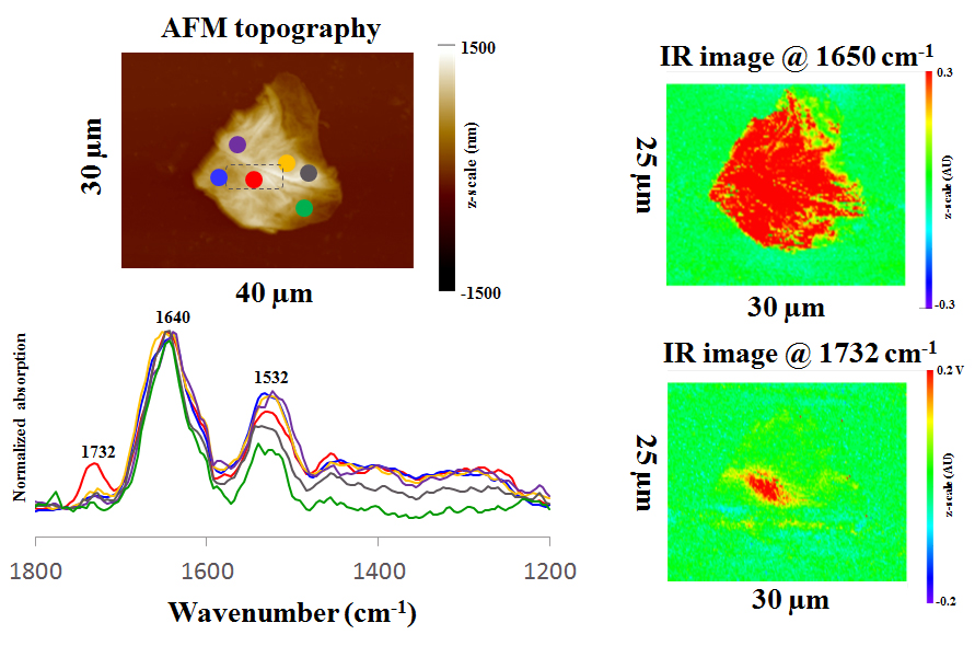 nanoIR - Distribution of Triglycerides in Stratum Corneum