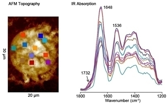 nanoIR - Cancer Cell