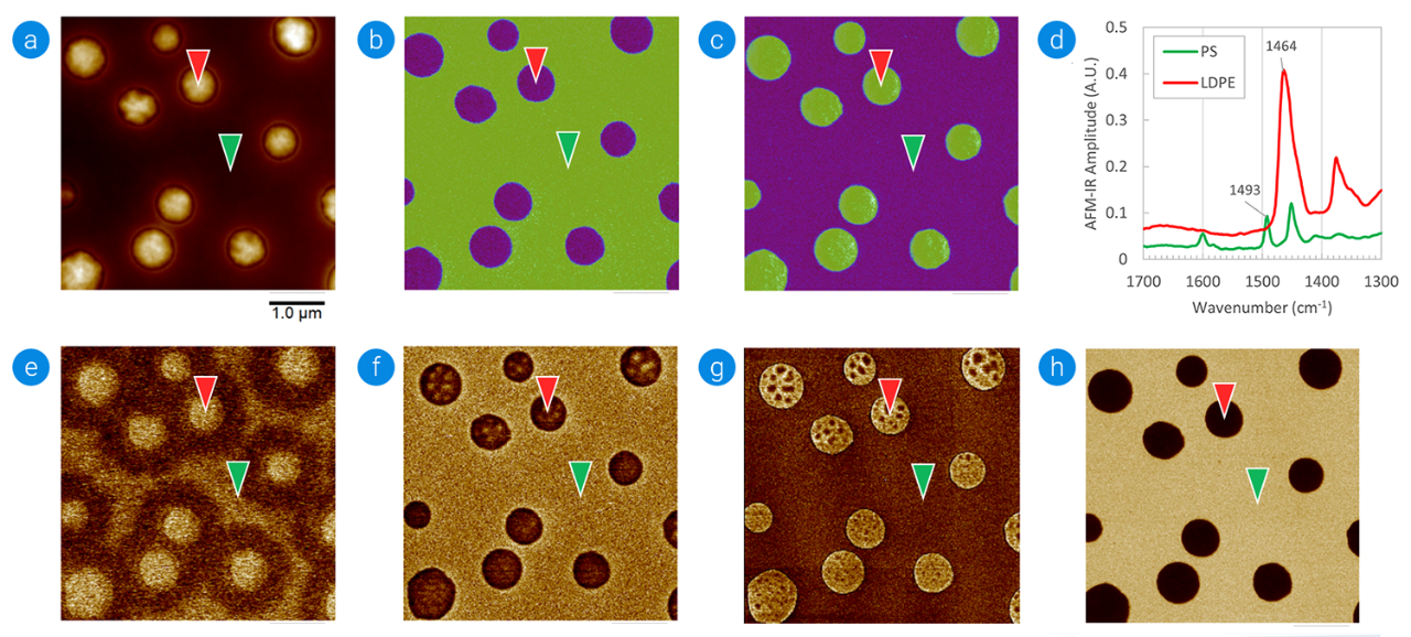 Correlated imaging of nanoscale chemical, mechanical and electrical properties on Polystyrene / Low Density Polyethylene. (a) Topography, (b) IR absorption at 1493 cm-1, (c) IR absorption at 1464 cm-1, (d) AFM-IR spectra, (e) Surface Potential, (f) Capacitive/Dielectric, (g) Adhesion, (h) Modulus