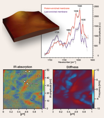 Topography, Stiffness Map, and IR-Adsorption Pattern of Lipoprotein