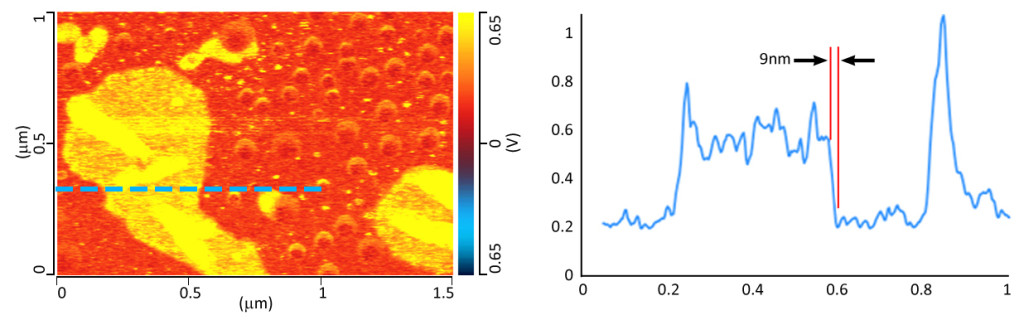 Tapping AFM-IR on Biological Membrane