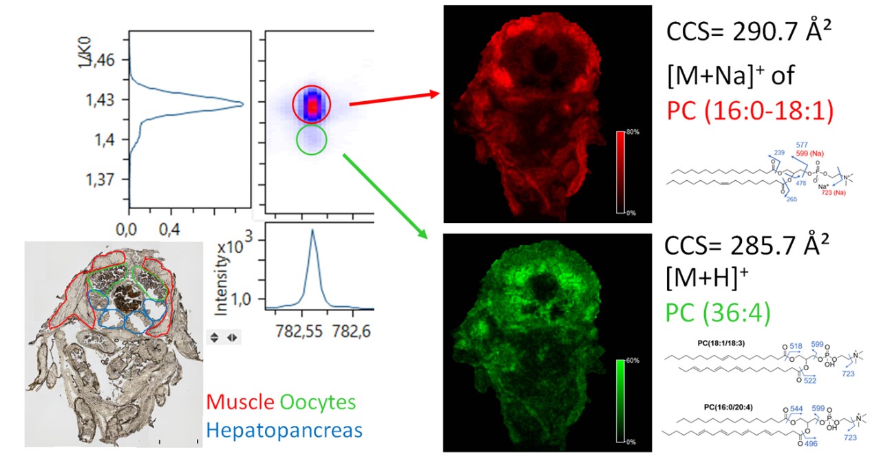 timsTOF fleX Biomarker Discovery