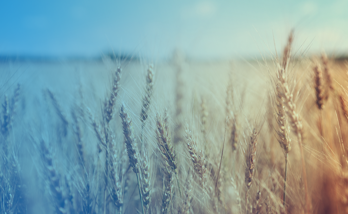Teaser Image Environmental Wheat Field