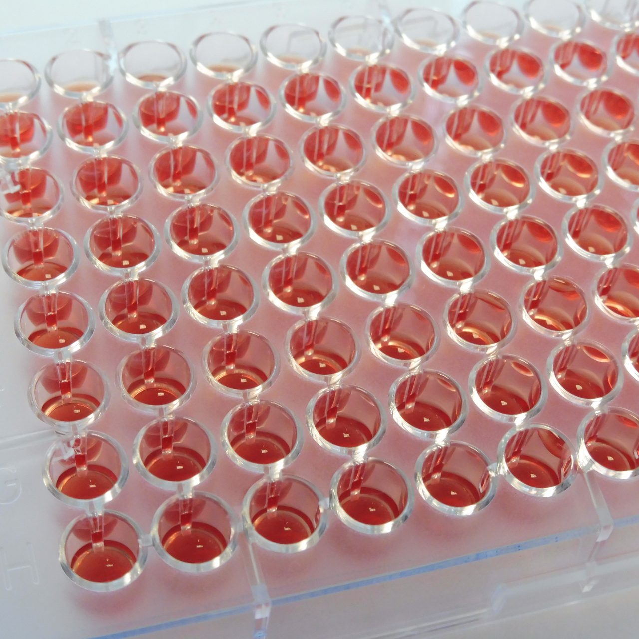 MICRONAUTS Anaerobes MIC Bruker