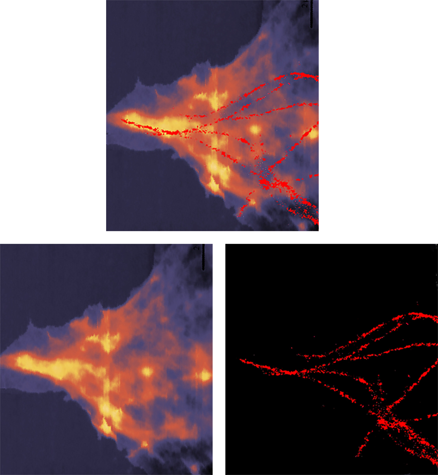 HeLa cell measured in buffer solution