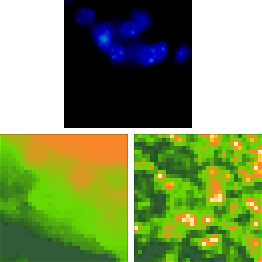  AFM image of fixed mouse cerebellum tissue.