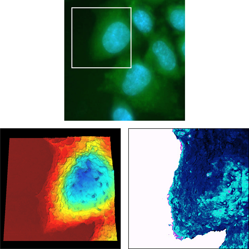 Living Chinese Hamster Ovary cell on gold electrode