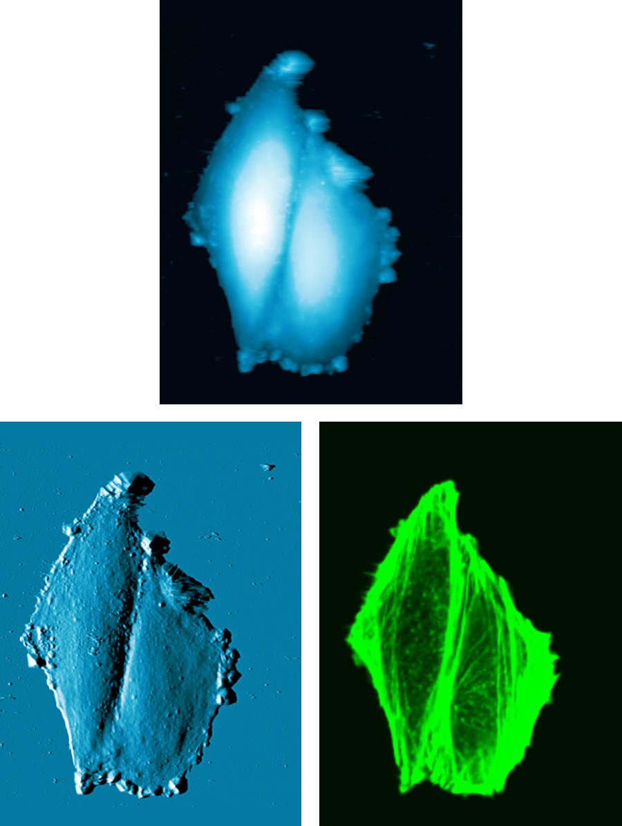 AFM and confocal fluorescence images of two SAOS cells in buffer