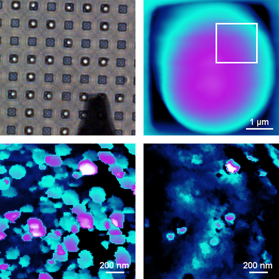 AFM images of candida albicans