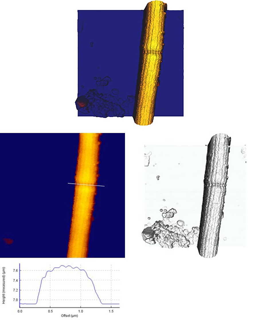 AFM images of desulfobulbus bacteria cells