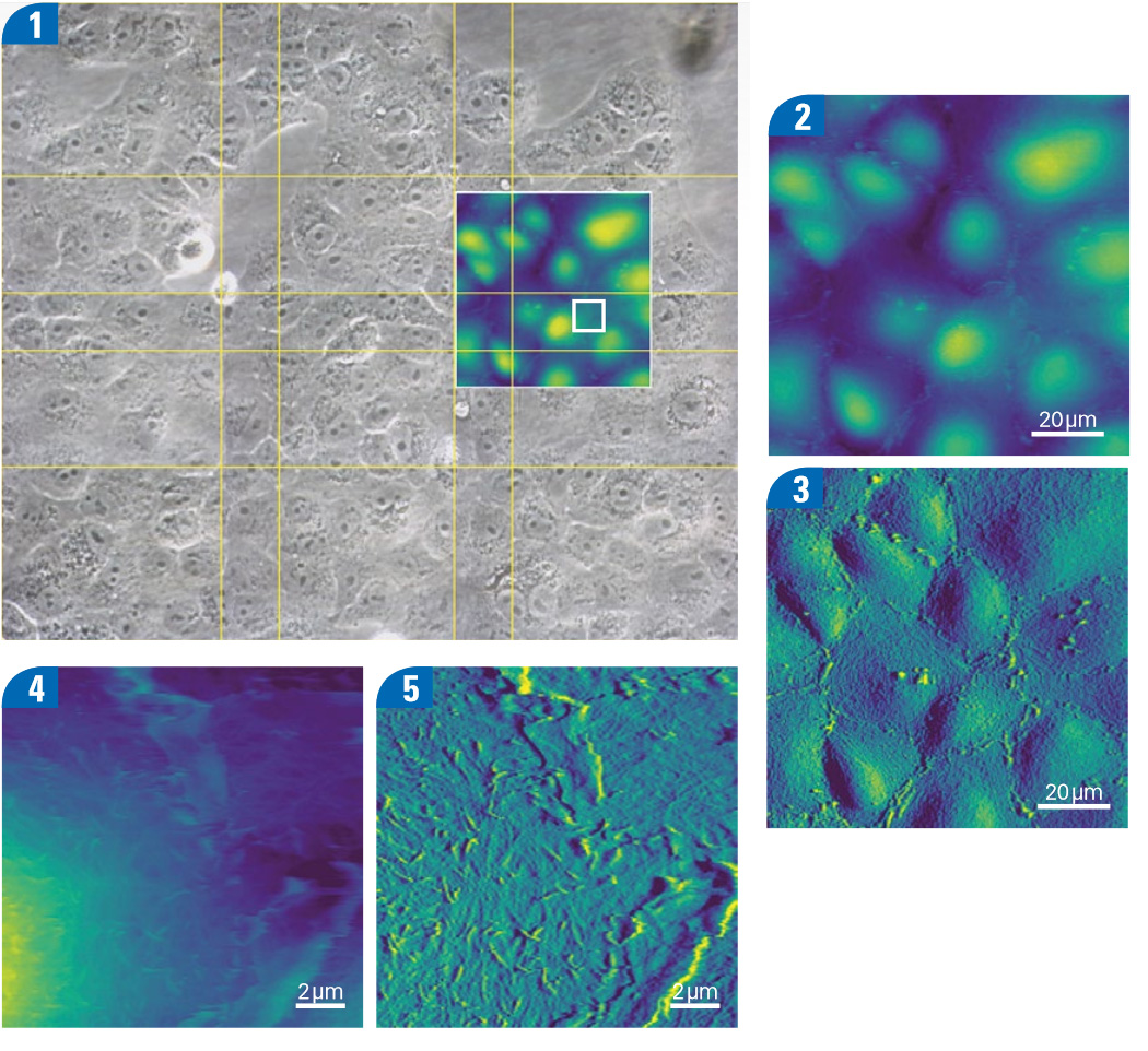 AFM images of living vero cells