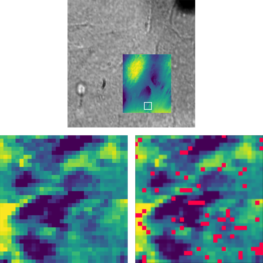 AFM recognition measurement of living keratinocyte cells