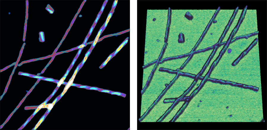 AFM images of twisted insulin fibrils