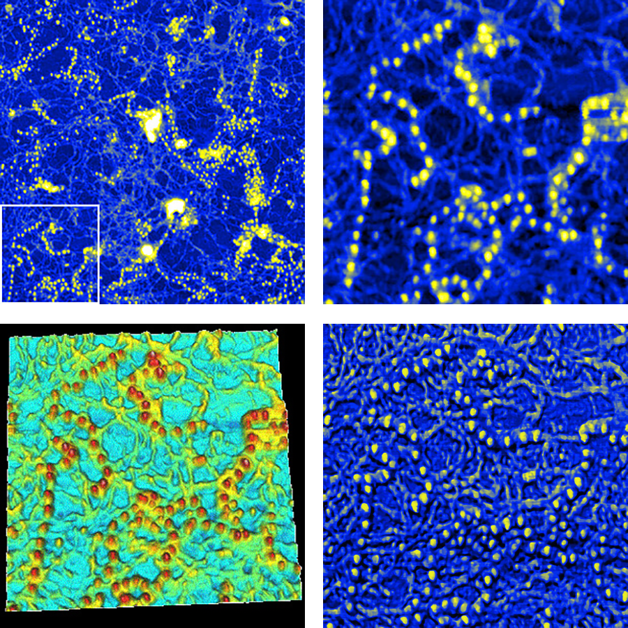  AFM images of fibrillin microfibrils