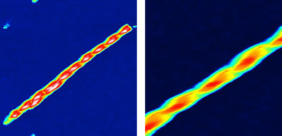 AFM images of glucagon fibres