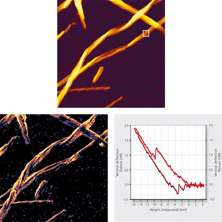  AFM images of twisted amyloid fibrils