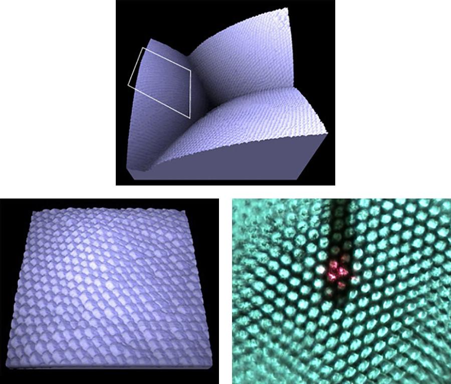 AFM images of a moth's eye