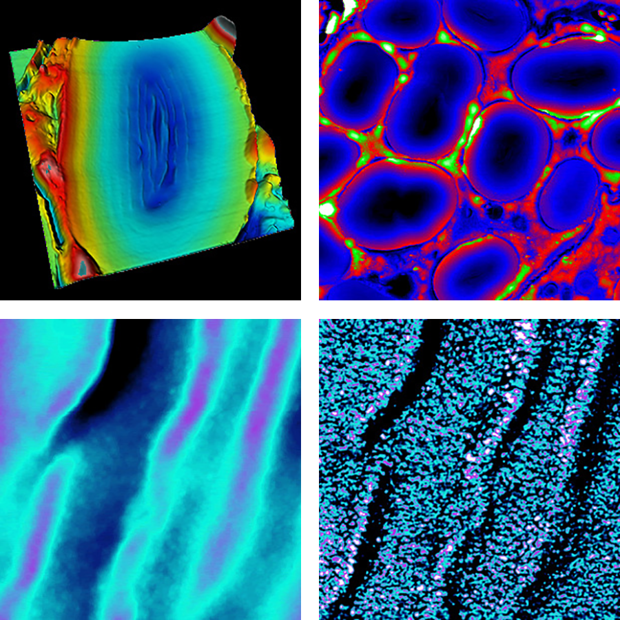AFM images of pea starch granules