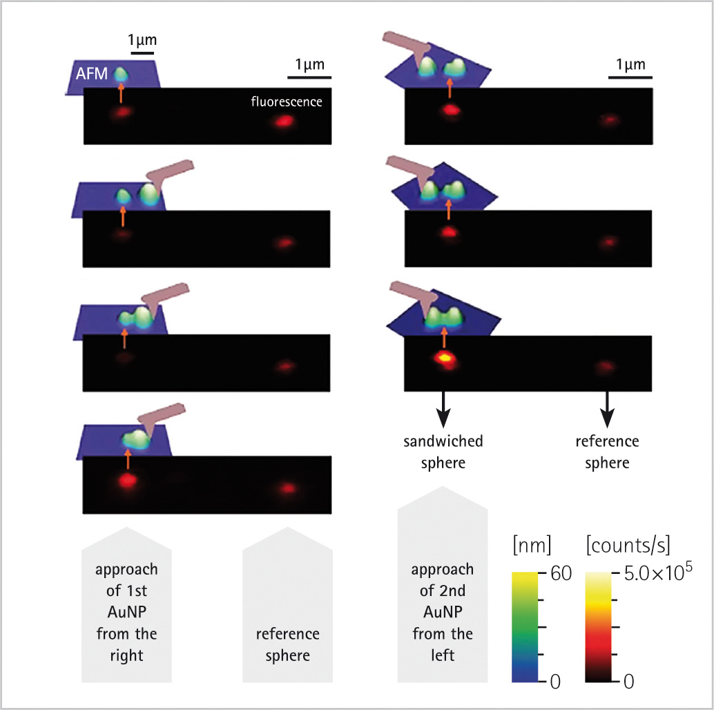 RAMAN/Fluorescence and AFM imaging of gold nanoparticles