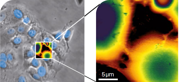 Living Vero cells in cell culture medium. AFM image and overlay with phase contrast and fluorescence, taken using PeakForce Tapping® mode and the patented DirectOverlay™ 2 software feature.